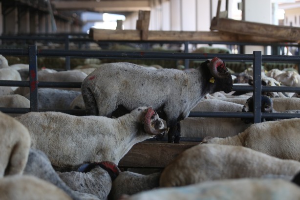 Kurbanlık satışları istenen düzeyde olmayınca, satıcılar indirim yaptı