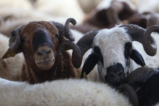 Foto - Kurbanlık satışları istenen düzeyde olmayınca, satıcılar indirim yaptı