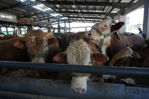 Foto - Kurbanlık satışları istenen düzeyde olmayınca, satıcılar indirim yaptı