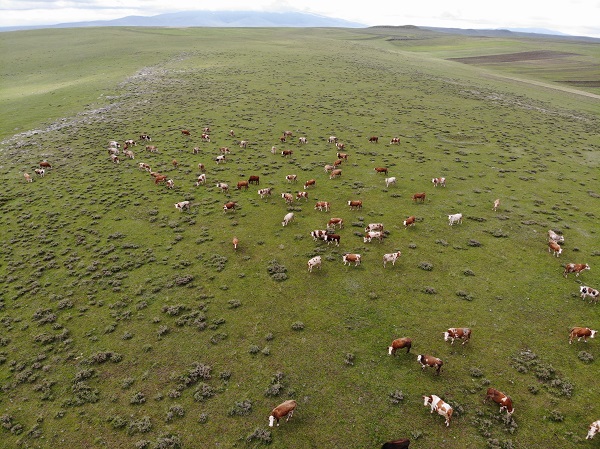 Foto - Kurbanlık seçerken nelere dikkat edilmeli?