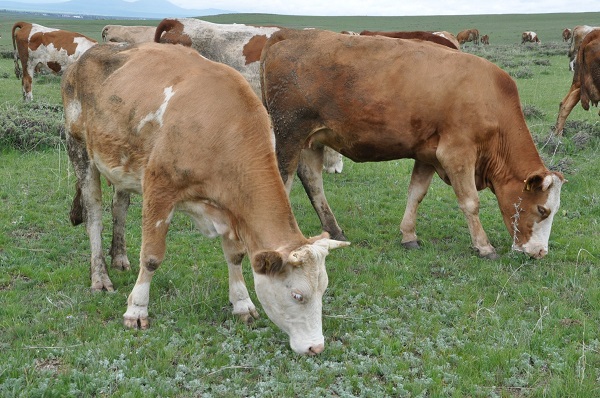 Foto - Kurbanlık seçerken nelere dikkat edilmeli?