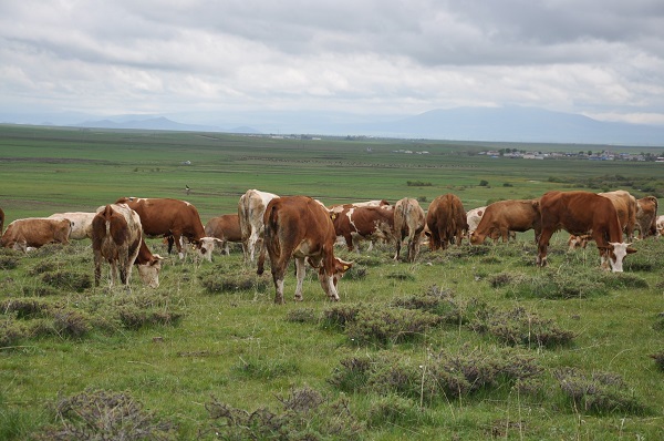 Foto - Kurbanlık seçerken nelere dikkat edilmeli?