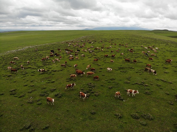 Foto - Kurbanlık seçerken nelere dikkat edilmeli?