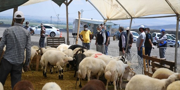 Foto - Kurbanlıkların fiyatı düştü!