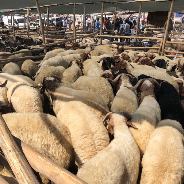 Foto - Kurbanlıkların fiyatı düştü!