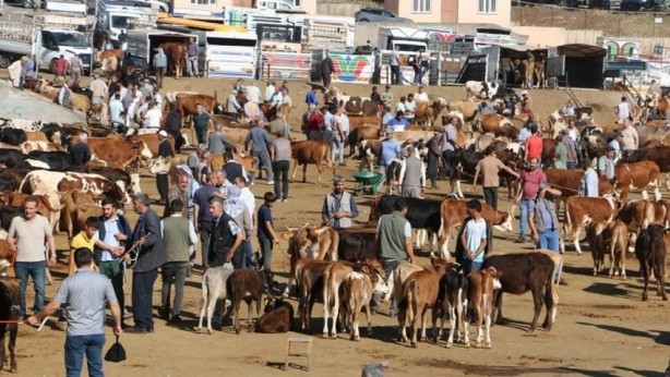 Foto - Kurbanlıkların fiyatı düştü!