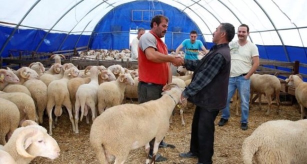 Foto - Kurbanlıkların fiyatı düştü!