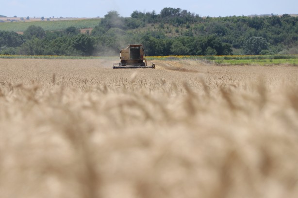 Foto - Küresel gıda krizi gündemde dururken Edirne'den çok güzel haber geldi