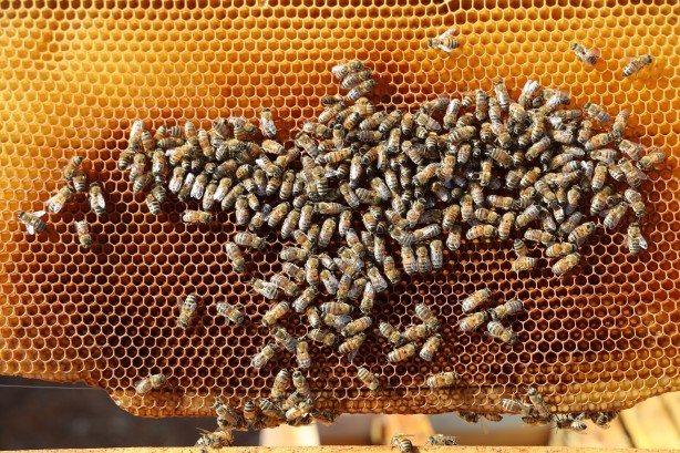 Foto - Küresel ısınma arıcıları vurdu