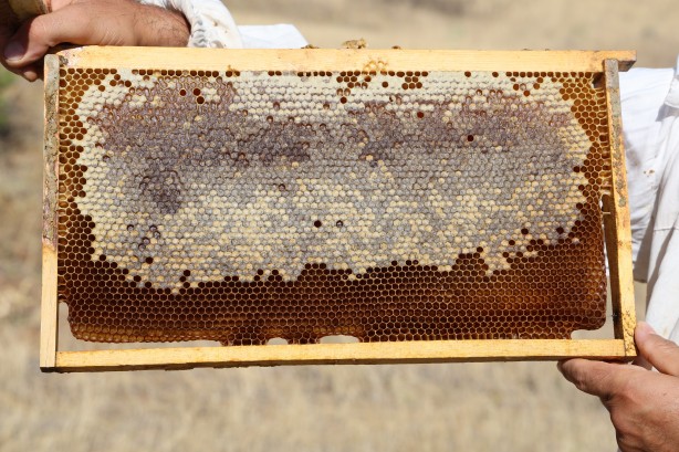 Foto - Küresel ısınma arıcıları vurdu