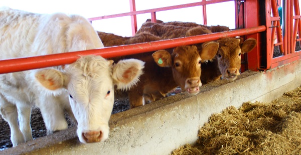 Foto - Küresel ısınma bakın inekleri nasıl etkiledi
