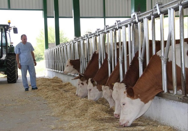 Foto - Küresel ısınma bakın inekleri nasıl etkiledi