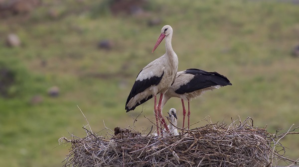 Küresel ısınma onları da etkiledi! Gelecek adına korkutan açıklama