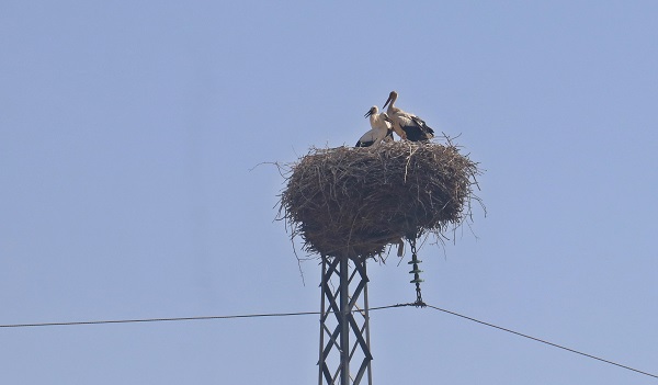 Foto - Küresel ısınma onları da etkiledi! Gelecek adına korkutan açıklama