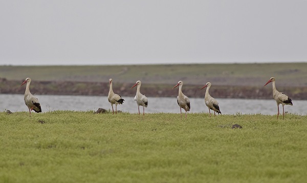 Foto - Küresel ısınma onları da etkiledi! Gelecek adına korkutan açıklama