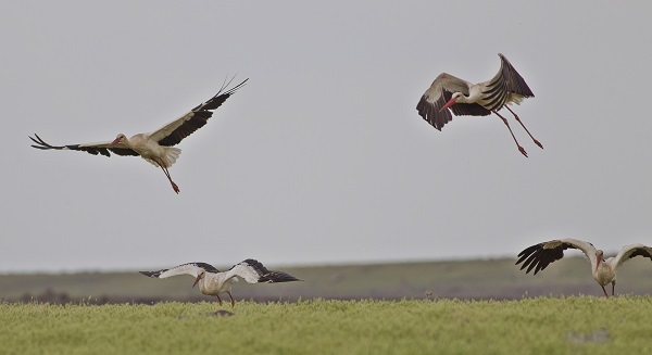 Foto - Küresel ısınma onları da etkiledi! Gelecek adına korkutan açıklama