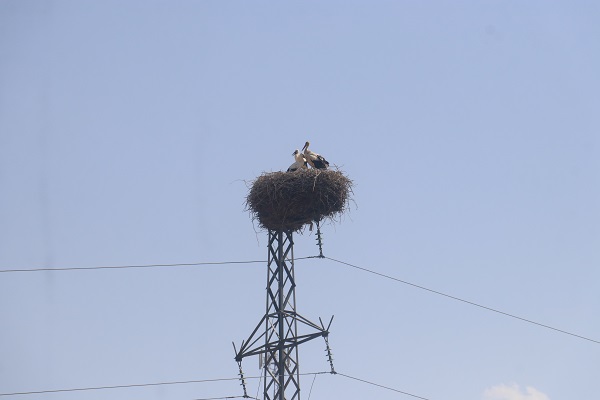 Foto - Küresel ısınma onları da etkiledi! Gelecek adına korkutan açıklama