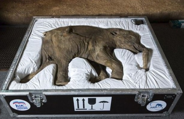 Foto - Küresel ısınmayla savaşmak için geri dönüyorlar (4 bin yıl önce soyları tükenen tüylü mamutları klonlama projesi)