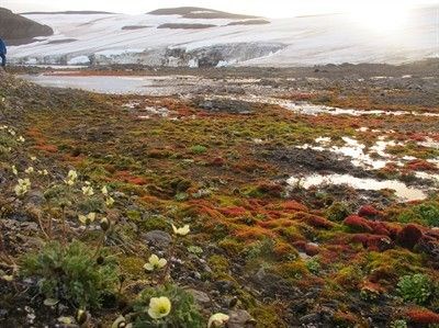 Foto - Küresel ısınmayla savaşmak için geri dönüyorlar (4 bin yıl önce soyları tükenen tüylü mamutları klonlama projesi)