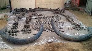 Foto - Küresel ısınmayla savaşmak için geri dönüyorlar (4 bin yıl önce soyları tükenen tüylü mamutları klonlama projesi)