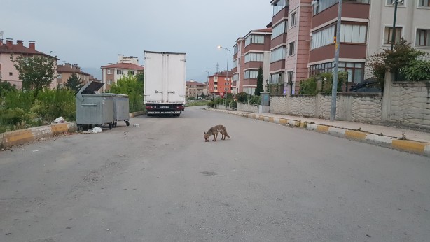 Foto - Kurnaz tilkinin yaptıklarını görenler gözlerine inanamadı