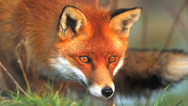 Kurnaz tilkinin yaptıklarını görenler gözlerine inanamadı