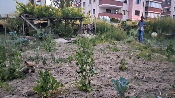 Foto - Kurnaz tilkinin yaptıklarını görenler gözlerine inanamadı