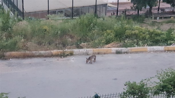 Foto - Kurnaz tilkinin yaptıklarını görenler gözlerine inanamadı