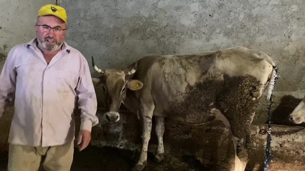 Foto - Kurt saldırısına uğradı! Kuyruksuz kalan inek için çözüm böyle bulundu