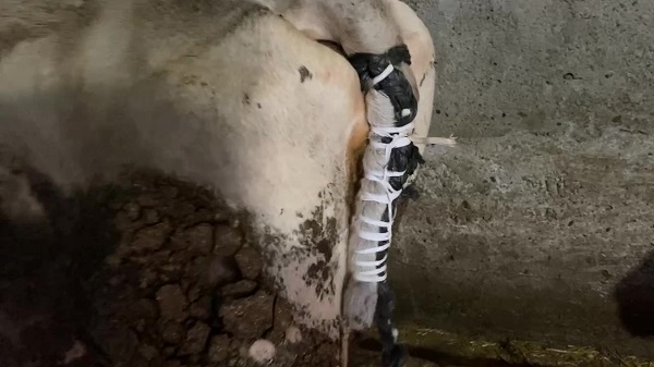 Foto - Kurt saldırısına uğradı! Kuyruksuz kalan inek için çözüm böyle bulundu