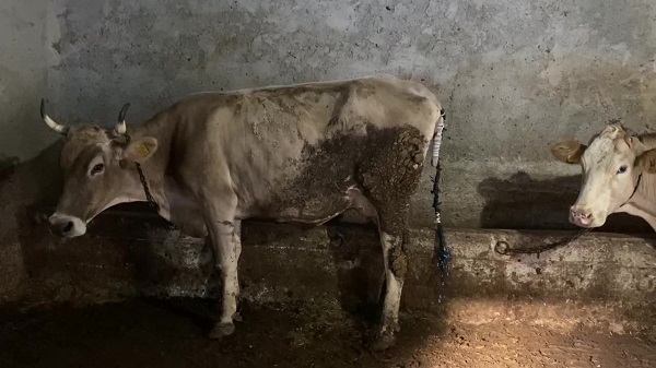 Foto - Kurt saldırısına uğradı! Kuyruksuz kalan inek için çözüm böyle bulundu