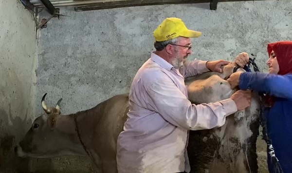 Kurt saldırısına uğradı! Kuyruksuz kalan inek için çözüm böyle bulundu