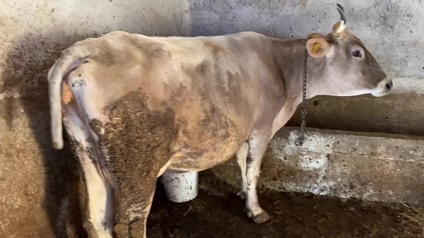 Foto - Kurt saldırısına uğradı! Kuyruksuz kalan inek için çözüm böyle bulundu