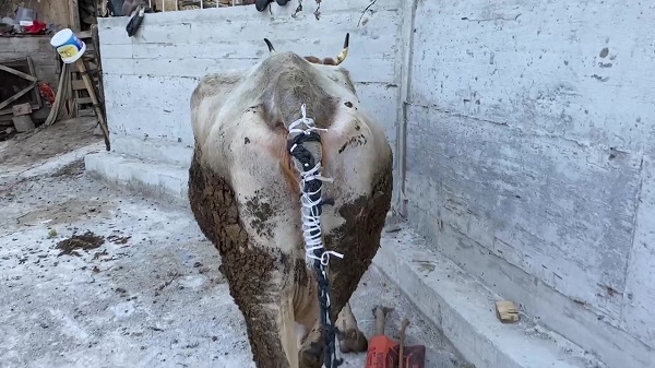 Foto - Kurt saldırısına uğradı! Kuyruksuz kalan inek için çözüm böyle bulundu