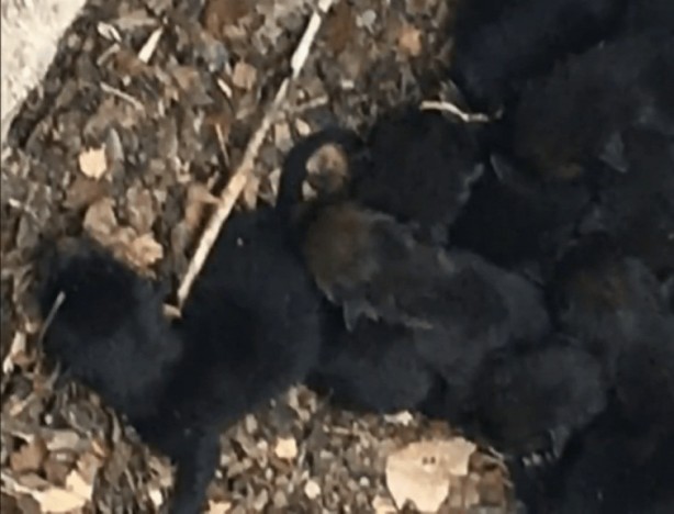 Foto - Kurtardıkları yavruların köpek olmadığını anlayınca şok oldular