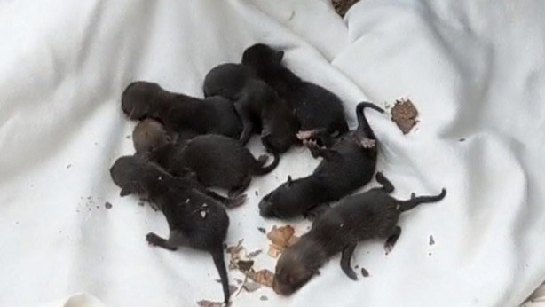 Kurtardıkları yavruların köpek olmadığını anlayınca şok oldular