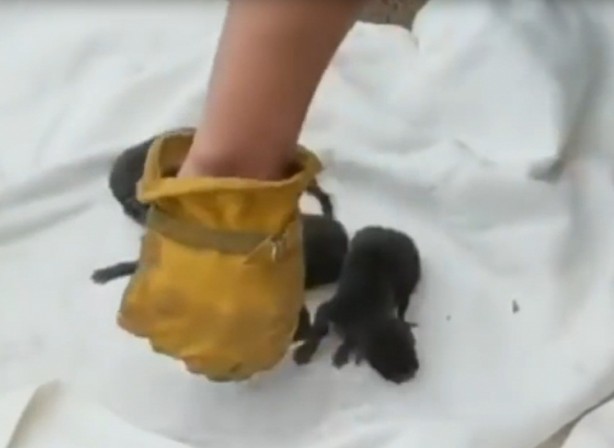 Foto - Kurtardıkları yavruların köpek olmadığını anlayınca şok oldular