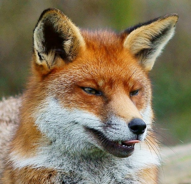 Foto - Kurtardıkları yavruların köpek olmadığını anlayınca şok oldular