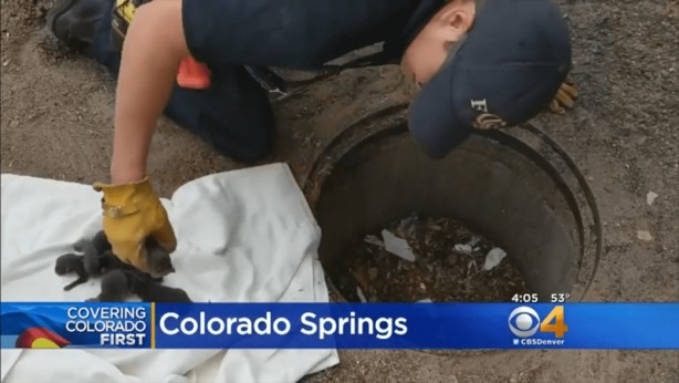 Foto - Kurtardıkları yavruların köpek olmadığını anlayınca şok oldular