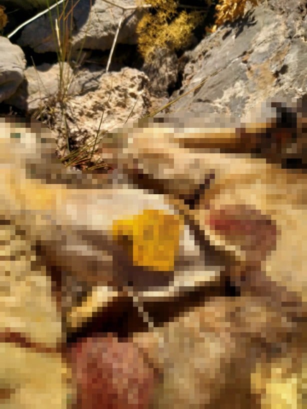 Kurtlar 18 koyunu telef etti