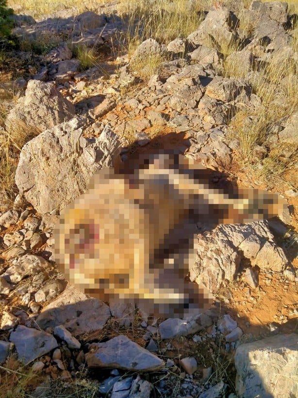 Foto - Kurtlar 18 koyunu telef etti