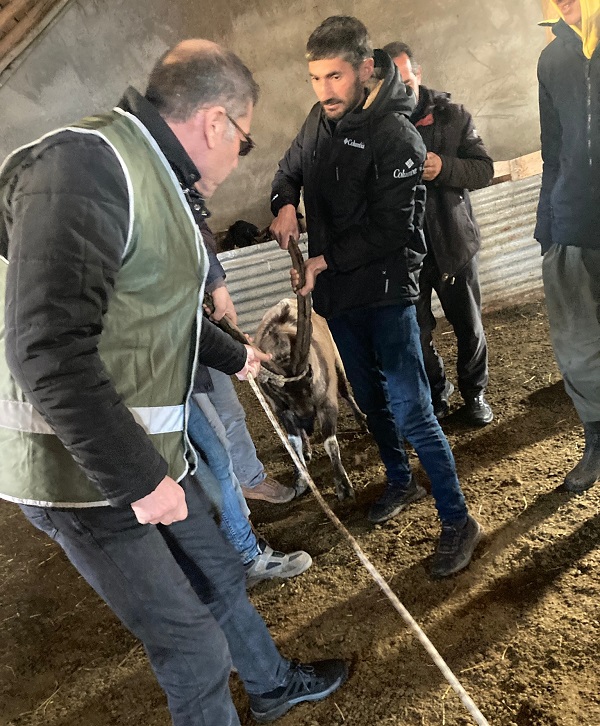 Foto - Kurtlardan kaçan dağ keçisi böyle hayatta kaldı