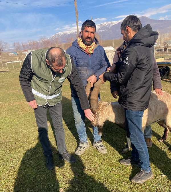 Foto - Kurtlardan kaçan dağ keçisi böyle hayatta kaldı