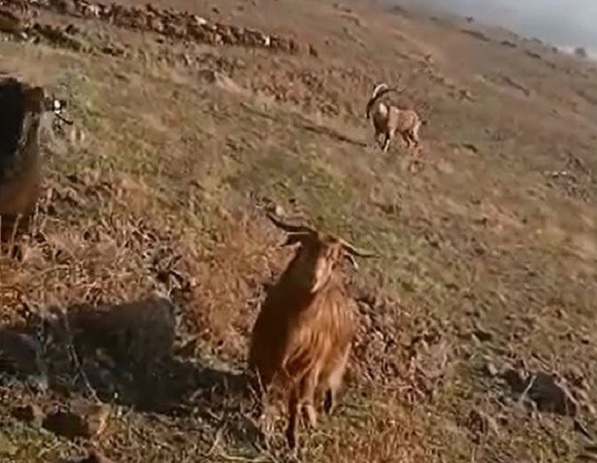 Kurtlardan kaçan dağ keçisi böyle hayatta kaldı