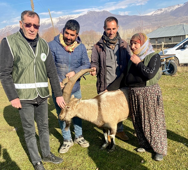 Foto - Kurtlardan kaçan dağ keçisi böyle hayatta kaldı