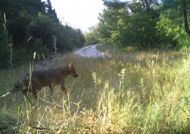 Foto - Kurtları sürü halinde hiç gördünüz mü? Hem de Manisa'da