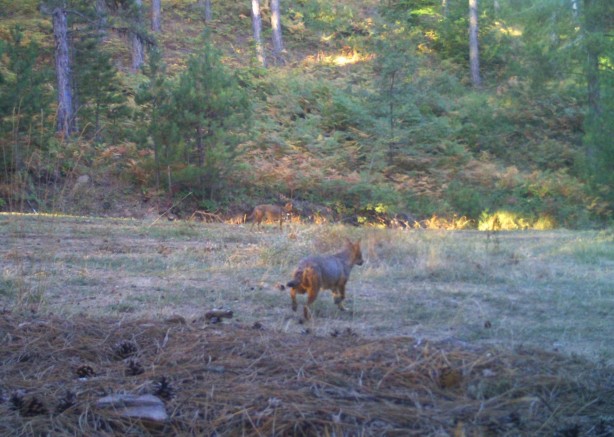 Foto - Kurtları sürü halinde hiç gördünüz mü? Hem de Manisa'da