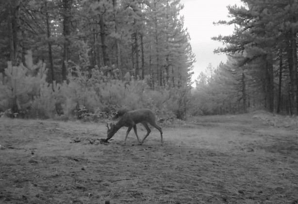 Foto - Kurtları sürü halinde hiç gördünüz mü? Hem de Manisa'da