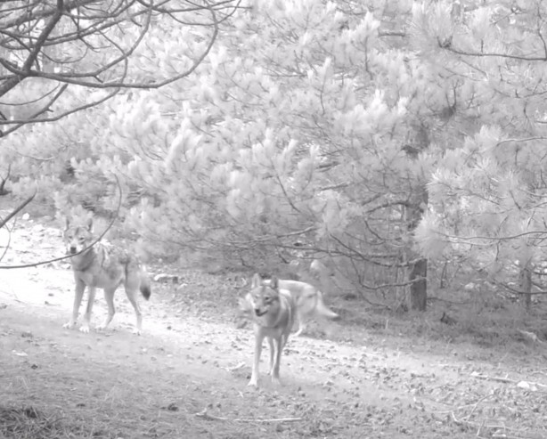 Foto - Kurtları sürü halinde hiç gördünüz mü? Hem de Manisa'da