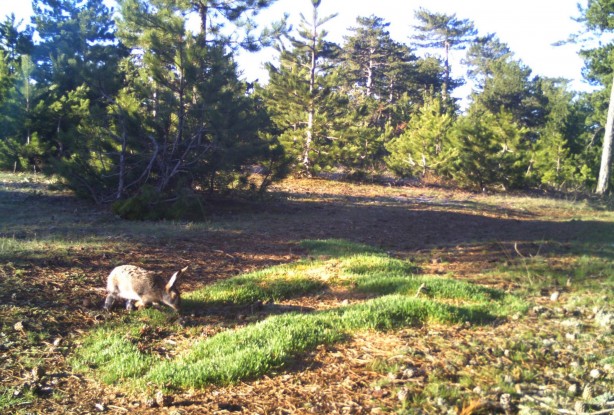 Foto - Kurtları sürü halinde hiç gördünüz mü? Hem de Manisa'da